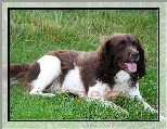 Springer spaniel angielski, biało-brązowe, umaszczenie